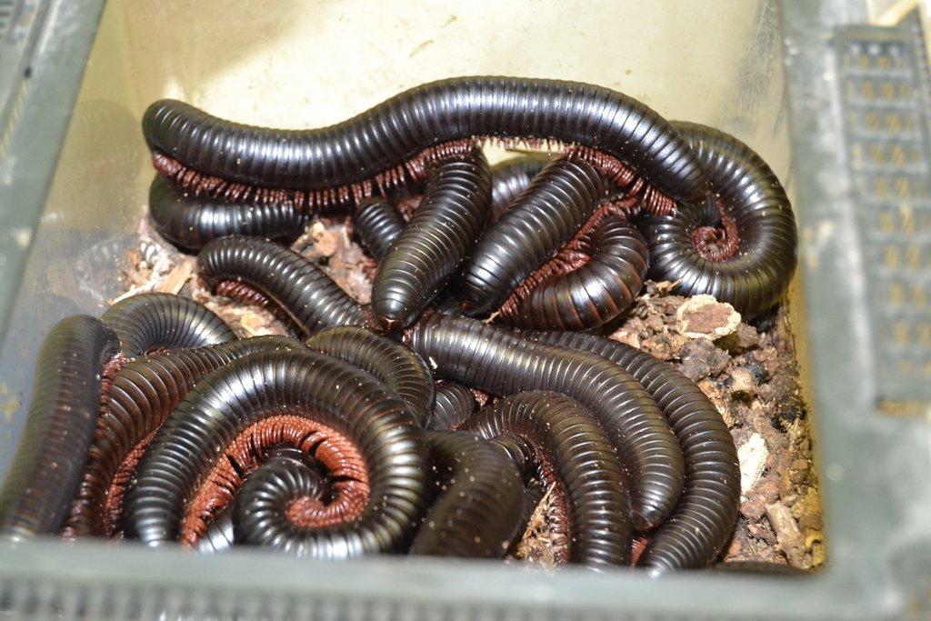 Ostravské Fauna Trhy