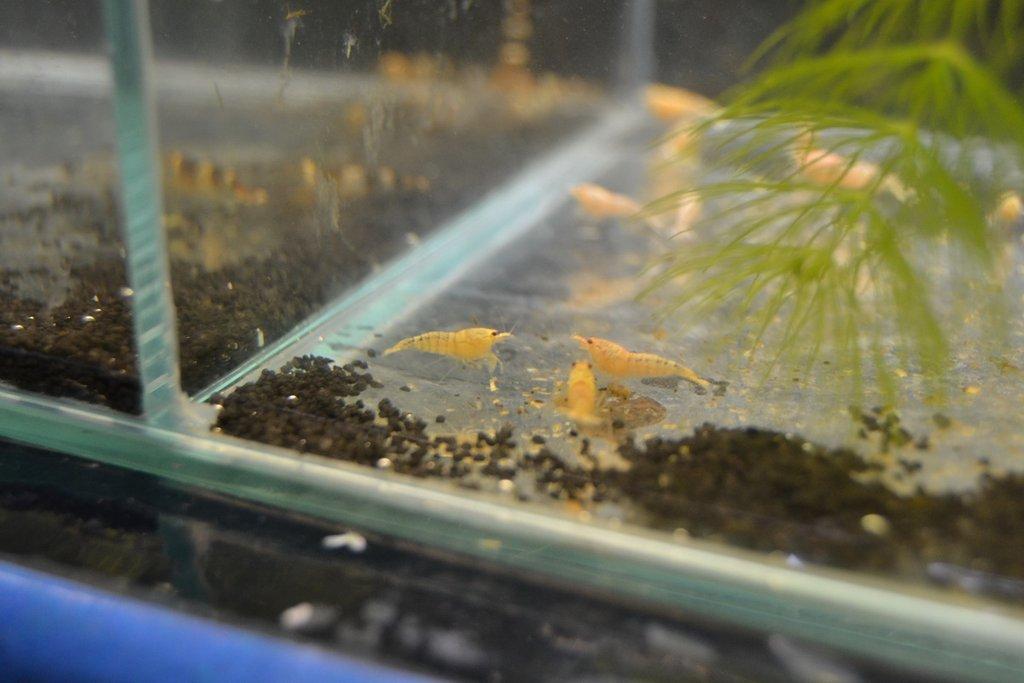 Ostravské Fauna Trhy