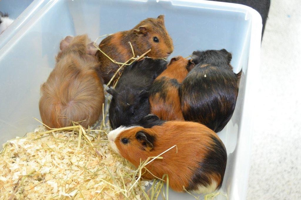 Ostravské Fauna Trhy