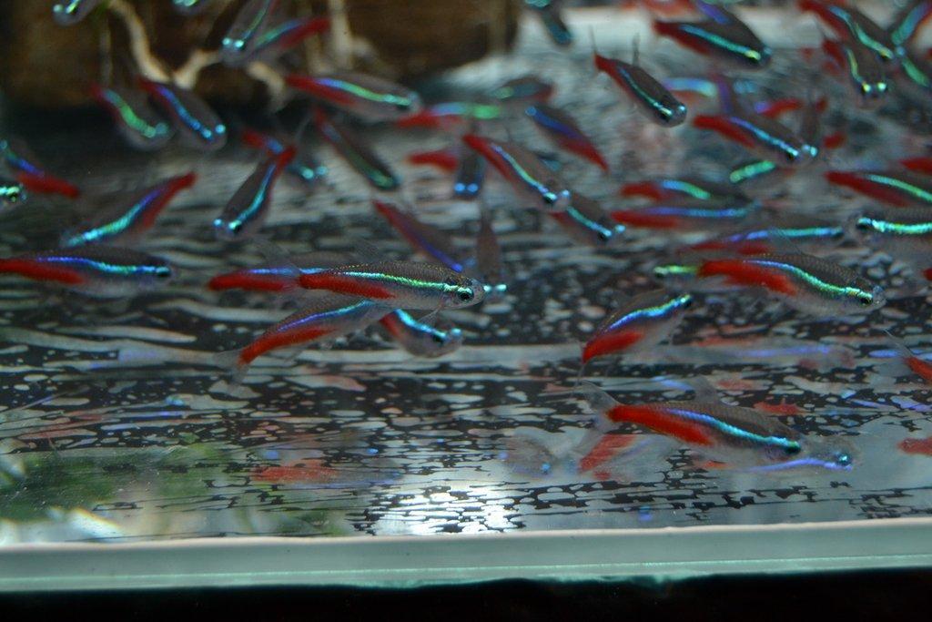 Ostravské Fauna Trhy