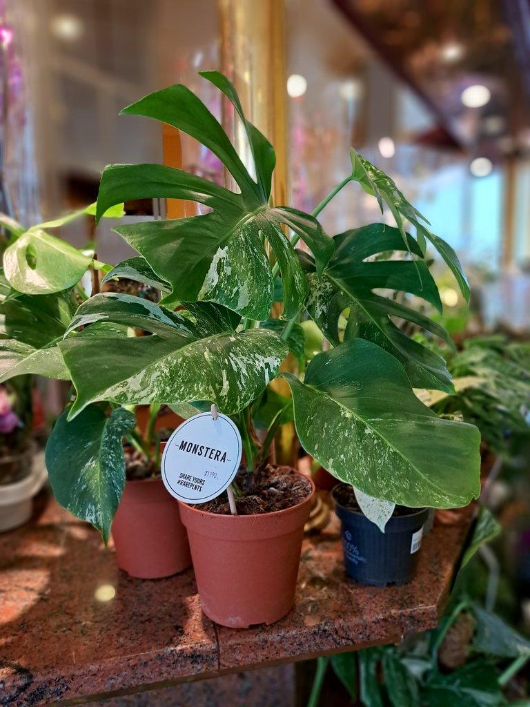 ŽIVÁ BOTANIKA 15.11.2025 - 🌸 Praha