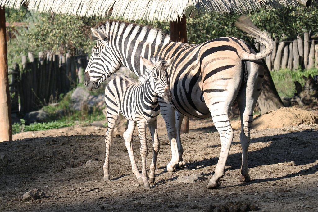 Hrátky se zvířaty v Zoo Jihlava