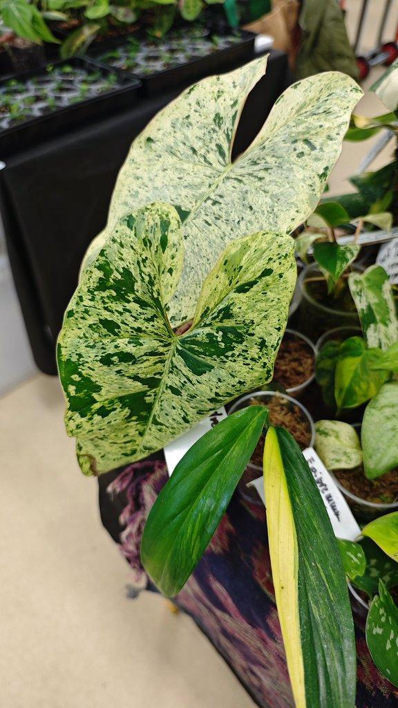 ŽIVÁ BOTANIKA 15.11.2025 - 🌸 Praha