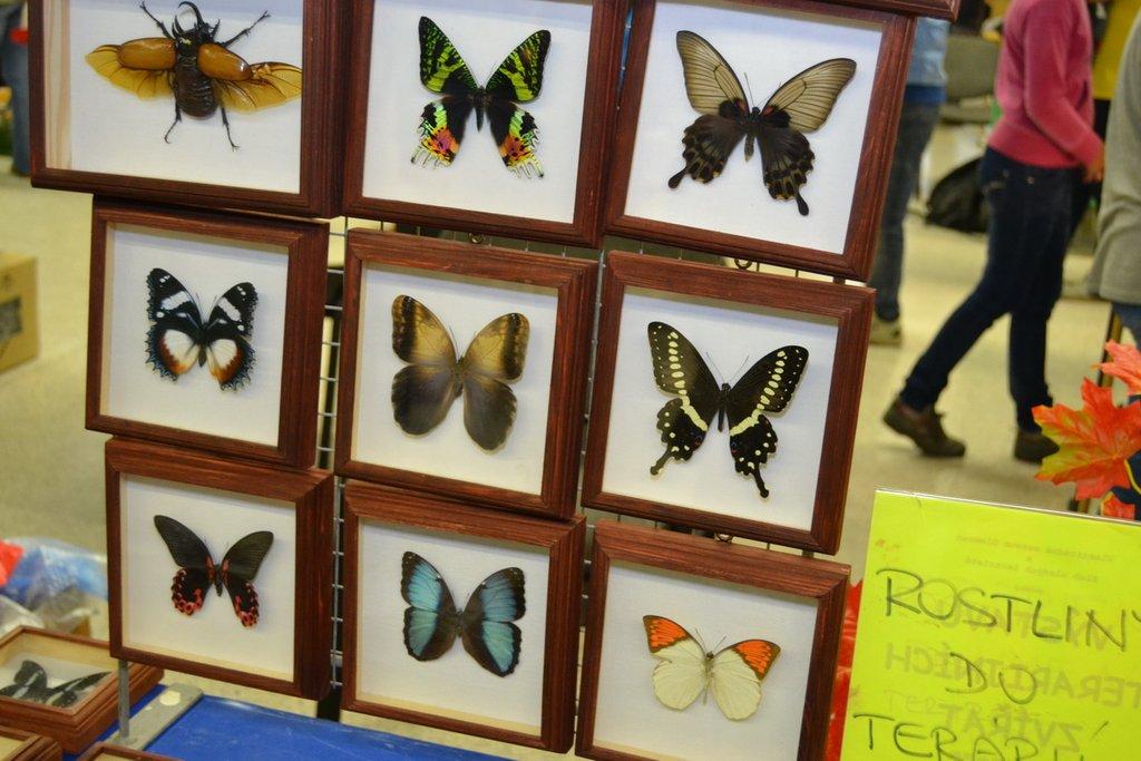 Ostravské Fauna Trhy