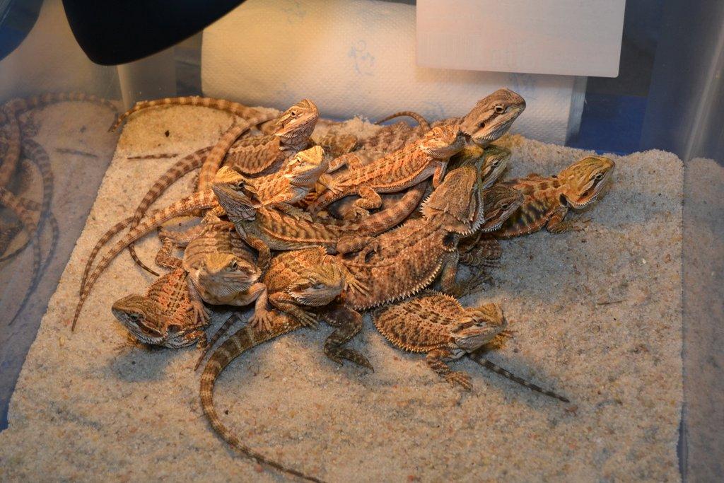 Ostravské Fauna Trhy