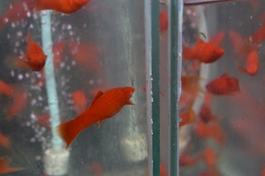 Ostravské Fauna Trhy