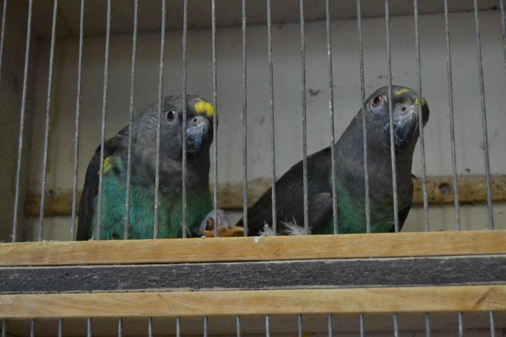 Ostravské Fauna Trhy