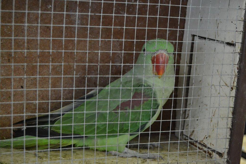 Ostravské Fauna Trhy