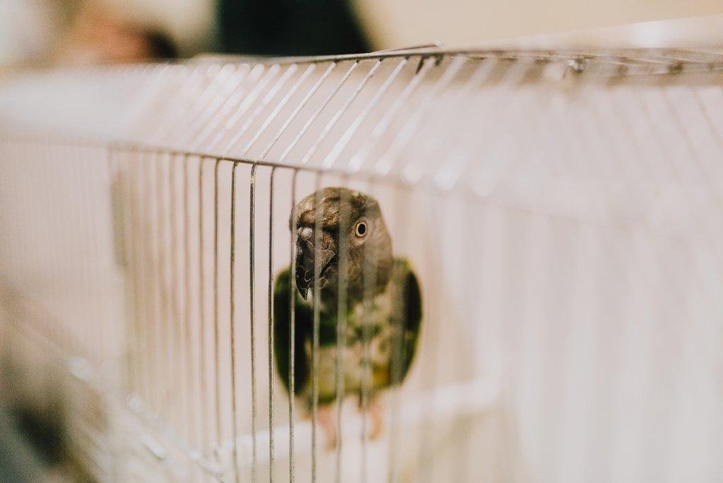 Chovatelské trhy - červenec