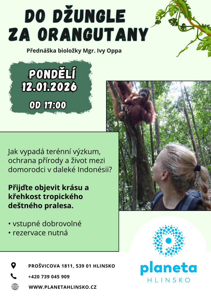 Do džungle za orangutany