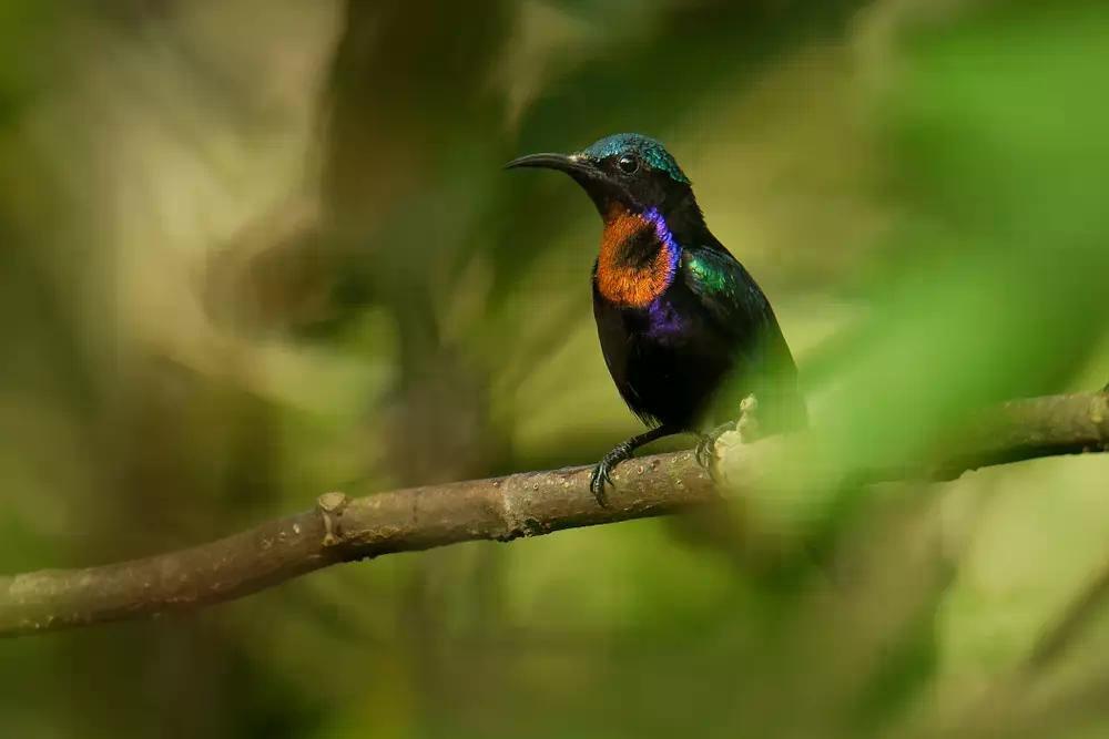 Výstava exotického ptactva v Botanické zahradě Univerzity Karlovy 2025