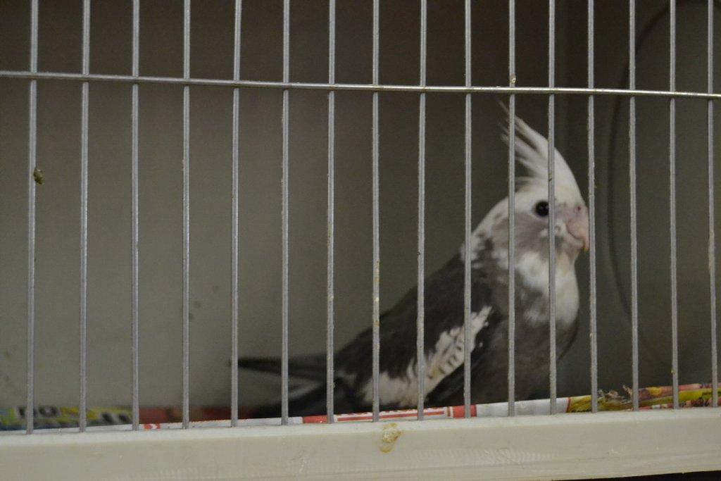 Ostravské Fauna Trhy