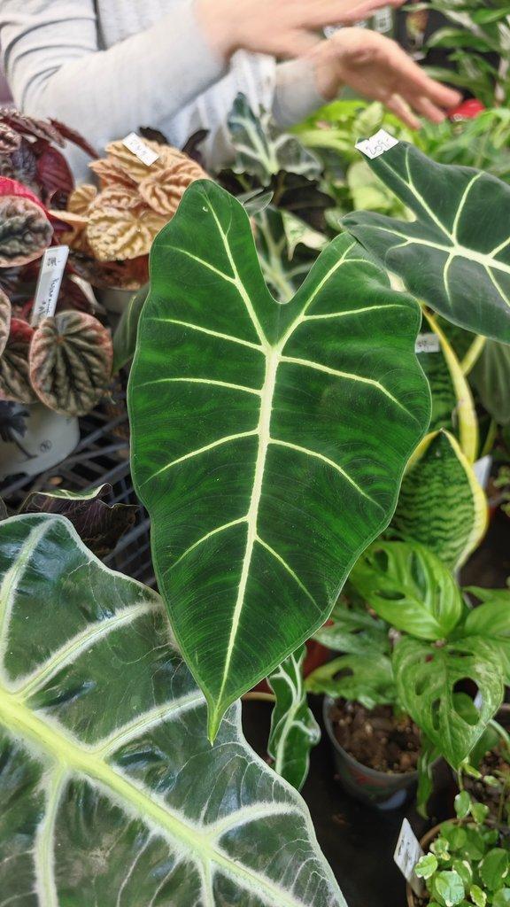 ŽIVÁ BOTANIKA 15.11.2025 - 🌸 Praha