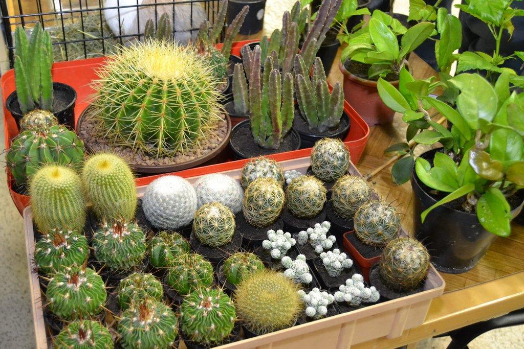 Ostravské Fauna Trhy