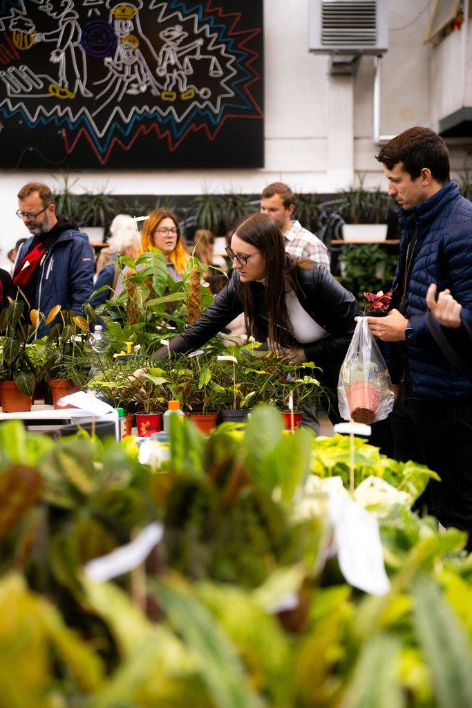 Happyplant Říčany - Prodejní akce pokojových rostlin