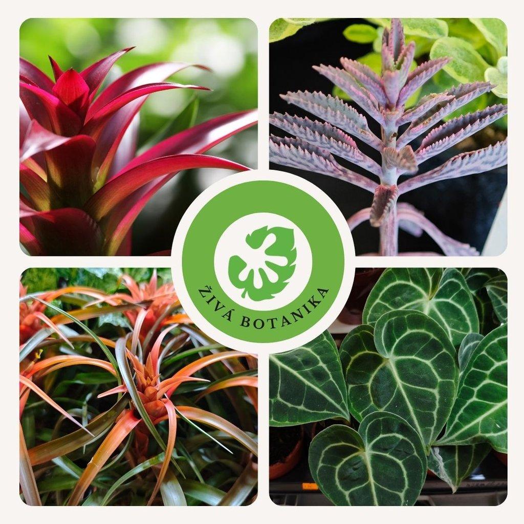 ŽIVÁ BOTANIKA 15.11.2025 - 🌸 Praha