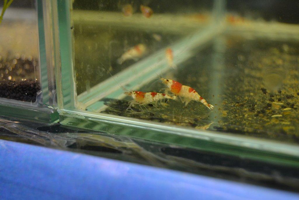 Ostravské Fauna Trhy