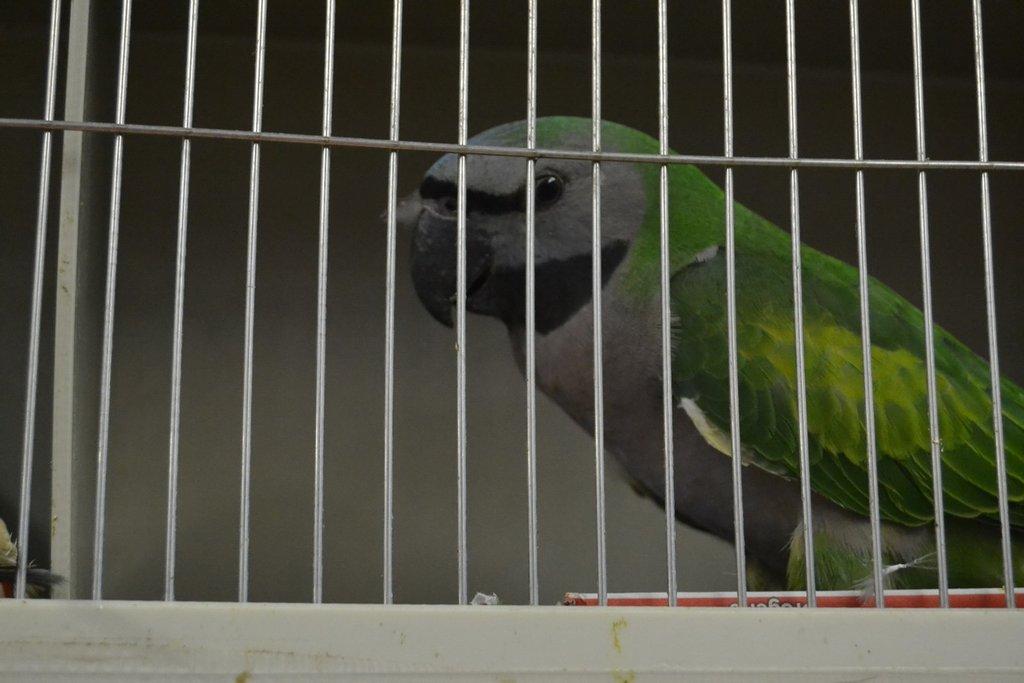 Ostravské Fauna Trhy