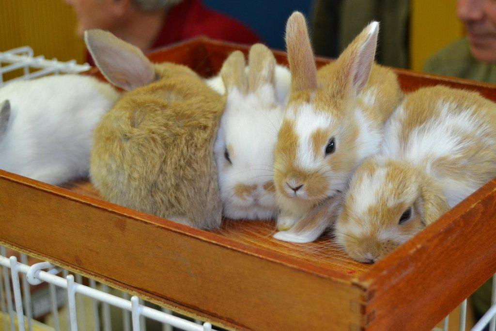 Ostravské Fauna Trhy