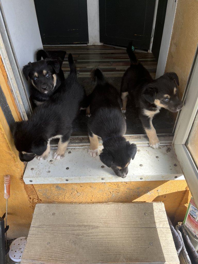 Prodám štěňátka