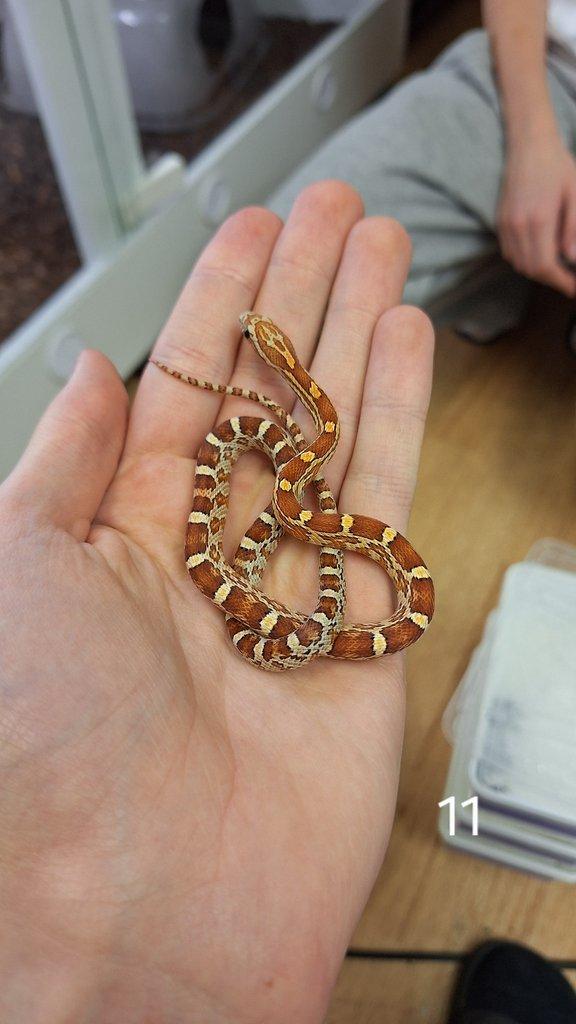 Prodám P. guttatus, B. fulignosus a P. regius