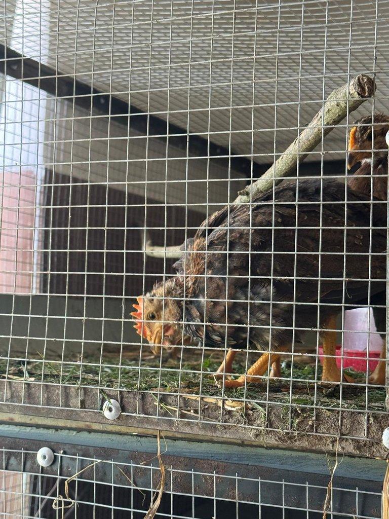 Vlaška koroptví - násadová vejce