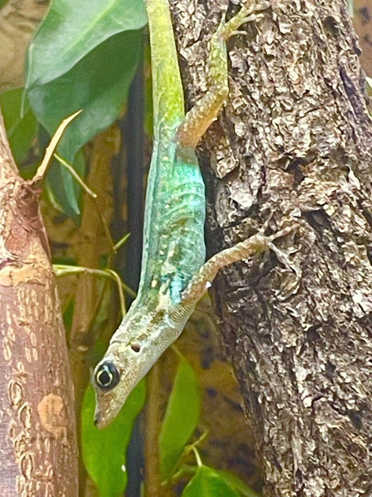 1,2 anolis roquet