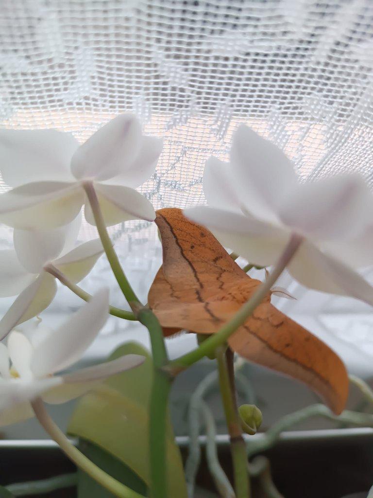 Housenky Cricula Trifenestrata