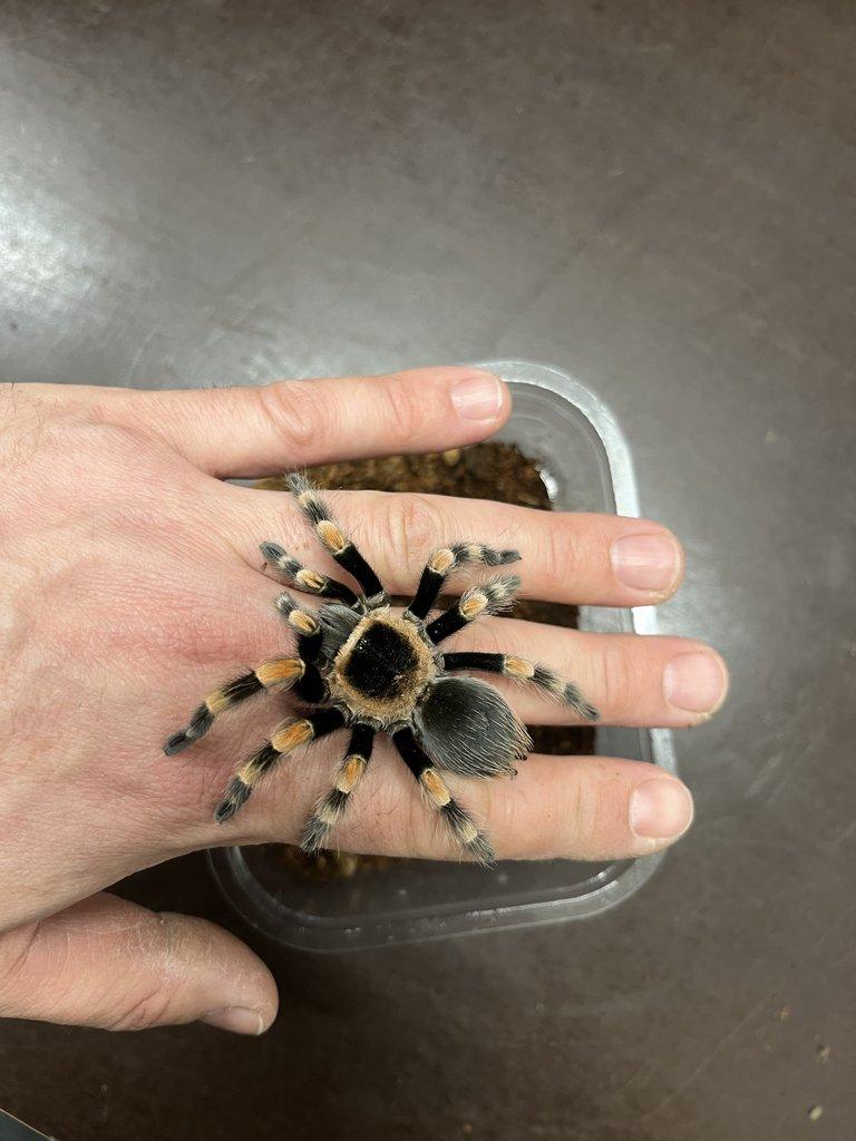 BRAHCHYPELMA spp - ZIVA 20.12.