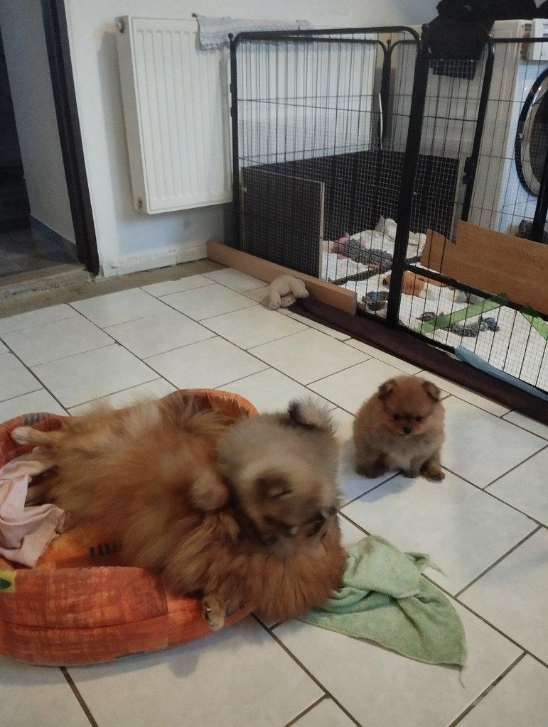 Německý špic malý s PP-bereme záznamy na štěňata barvy orange a orange sable