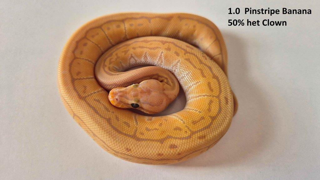 Krajta královská - prodám vlastní odchov 2023 - 2025