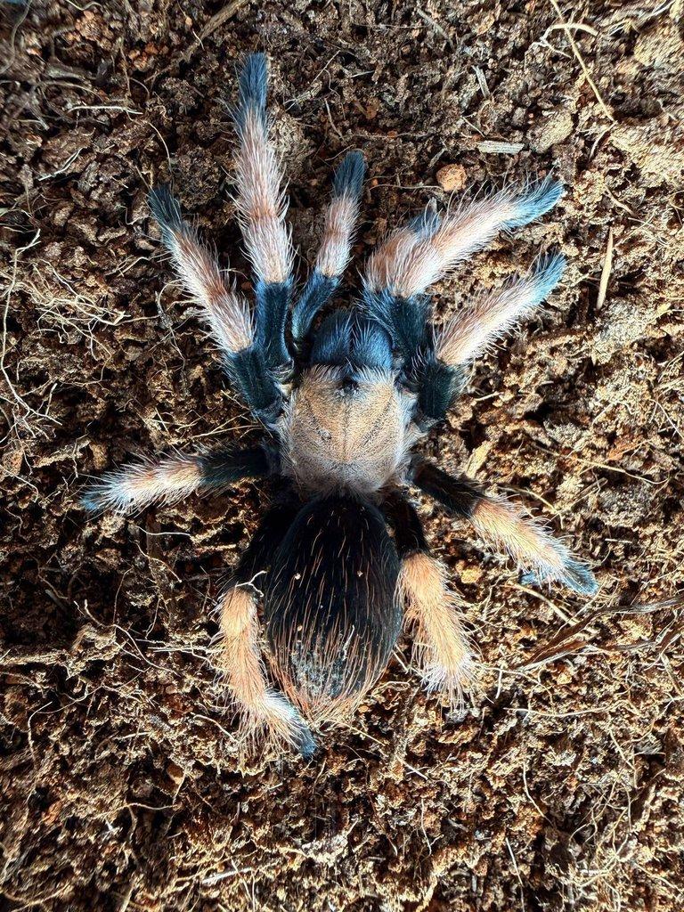 Grammmostola pulchra ....... ZIVA 20.12.