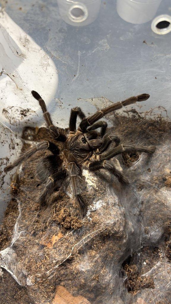 Pavouci aktuální nabídka 13.11