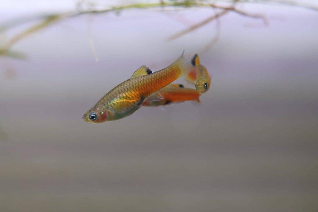 Krátkotělka Kostarická (Phallichthys Tico)