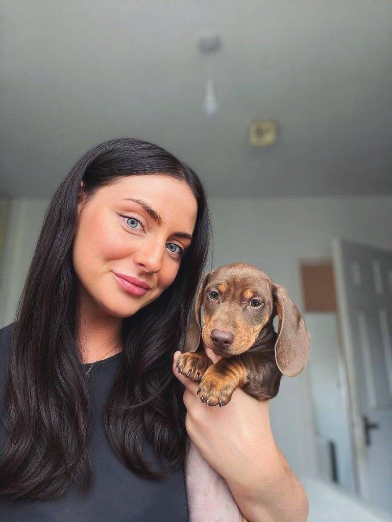 Jezevčík štěňata!