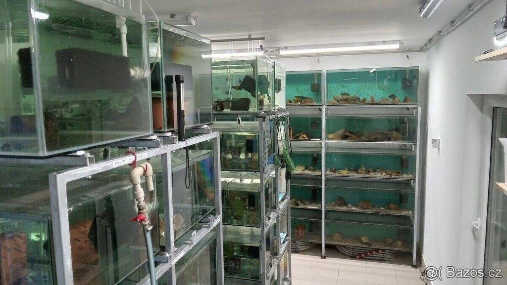 Prodám heterandria formosa