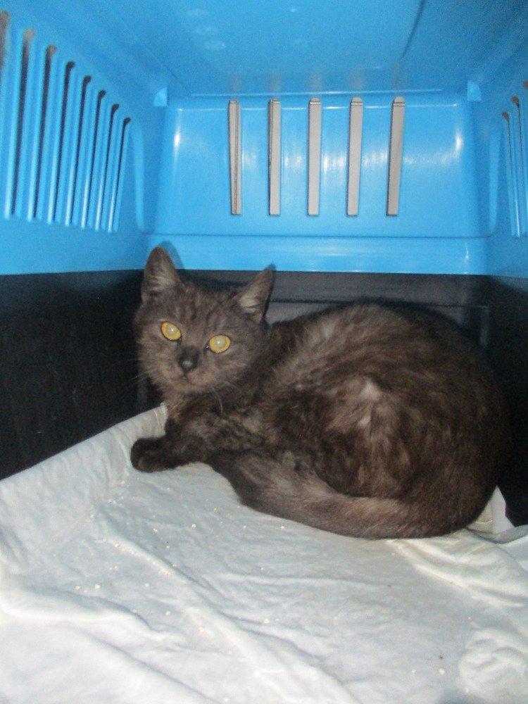 Kočičí parta hledá domov