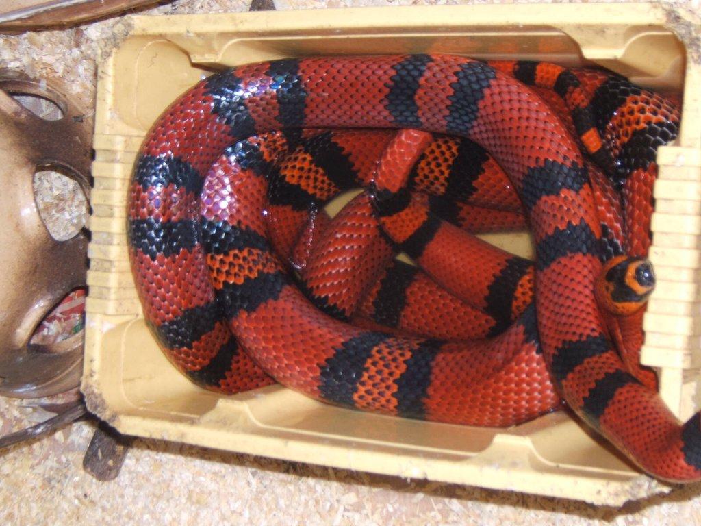 Korálovka honduraská /Lamprop,tr,hondurensis