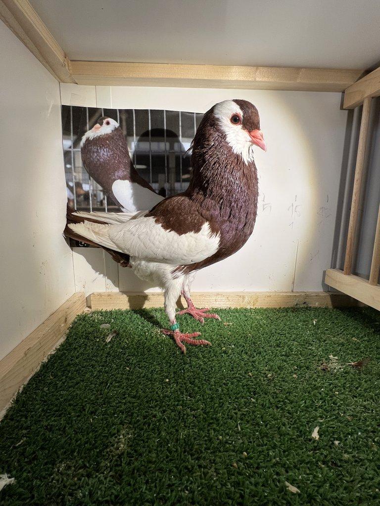 Český stavák červený Sedlatý- Holoubata