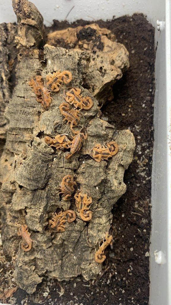 Štíři - aktuální nabídka 13.11