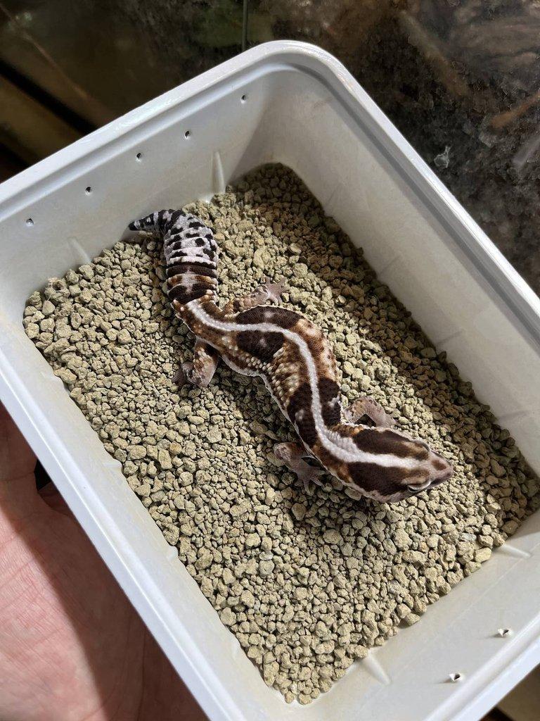 0.0.4 Phelsuma graandis HR