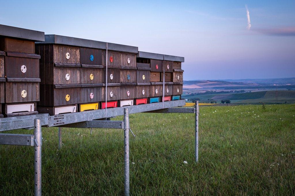 Prodej vyzimovaných včelstev