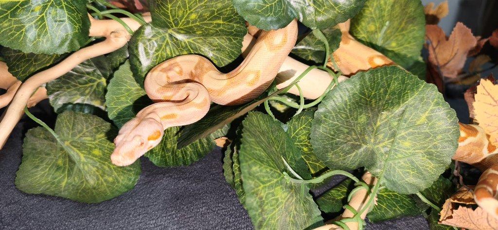 Boa constriktor sunglow