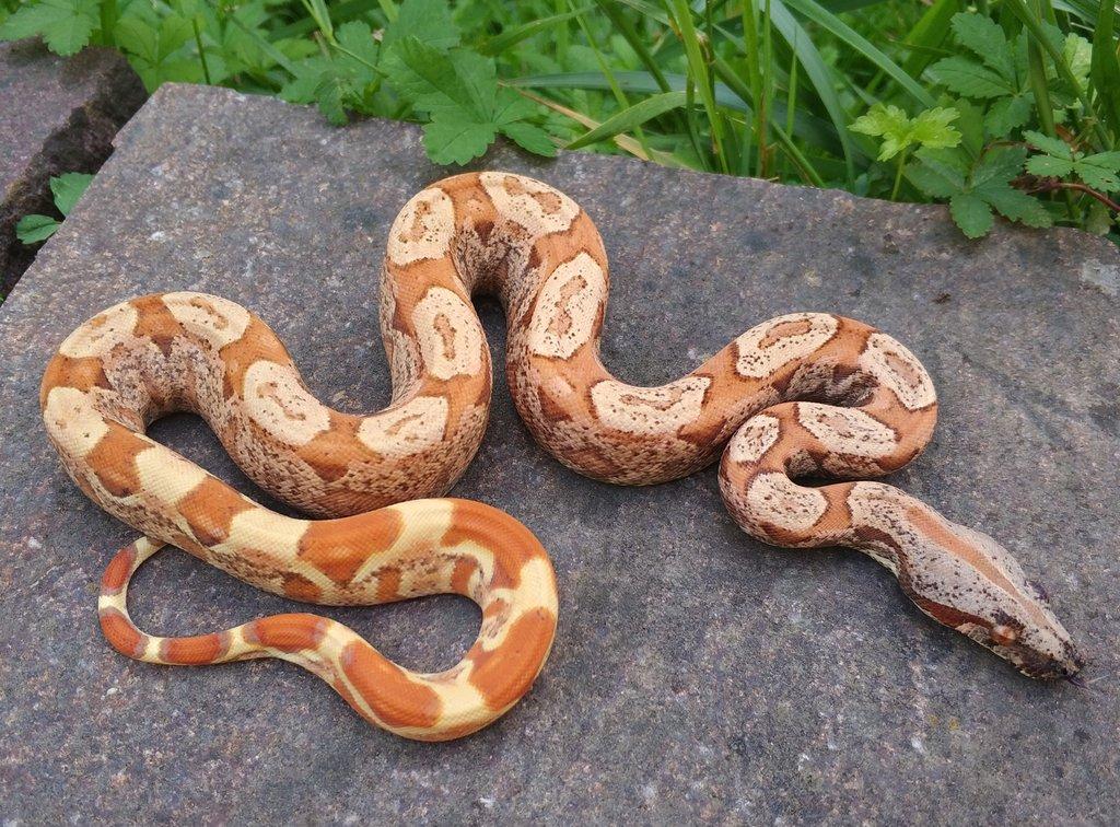 Boa imperator - Scoria Paradigm, IMG Arctic, IMG Paradigm