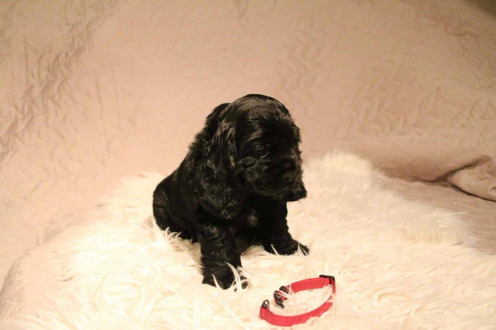 Anglický kokršpaněl s PP - 2 volní pejsci