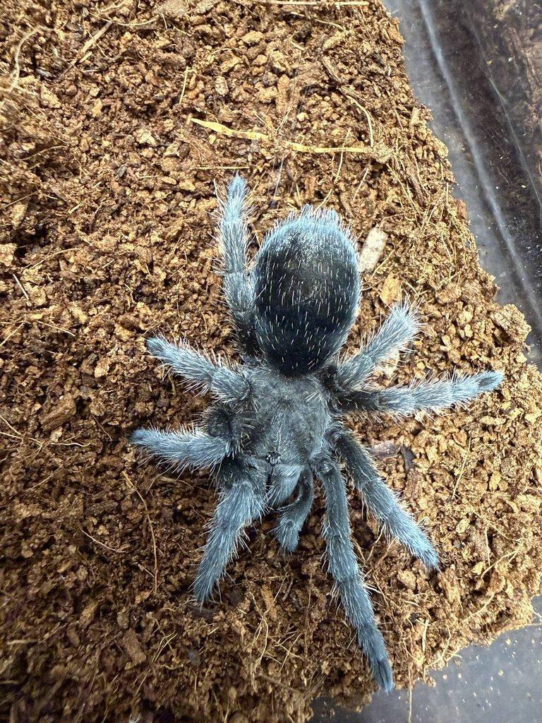 Grammmostola pulchra ....... ZIVA 20.12.