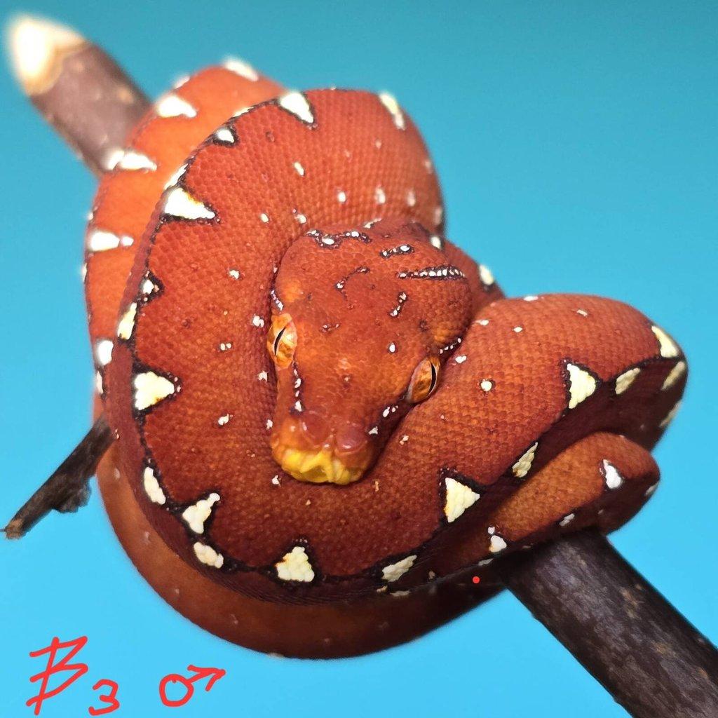 Morelia azurea pulcher (viridis)