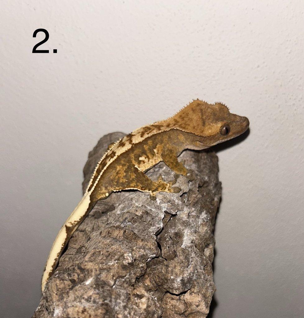 Pagekon řasnatý 0.0.2 (Correlophus ciliatus)