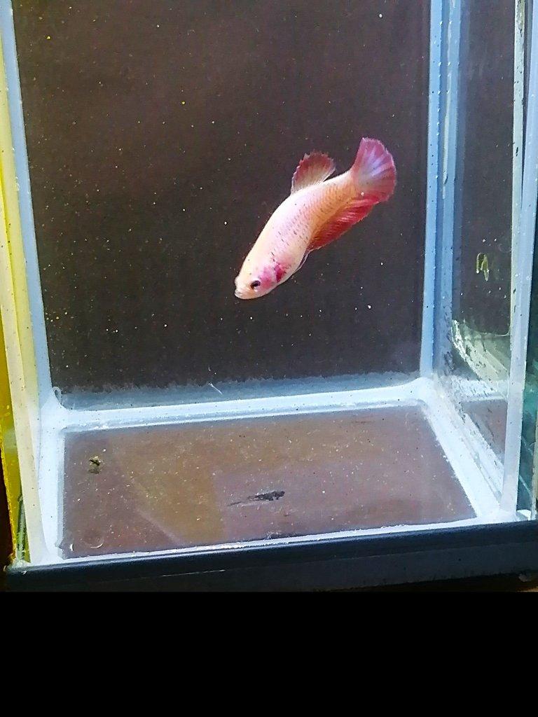 Betta Splendens - odchov