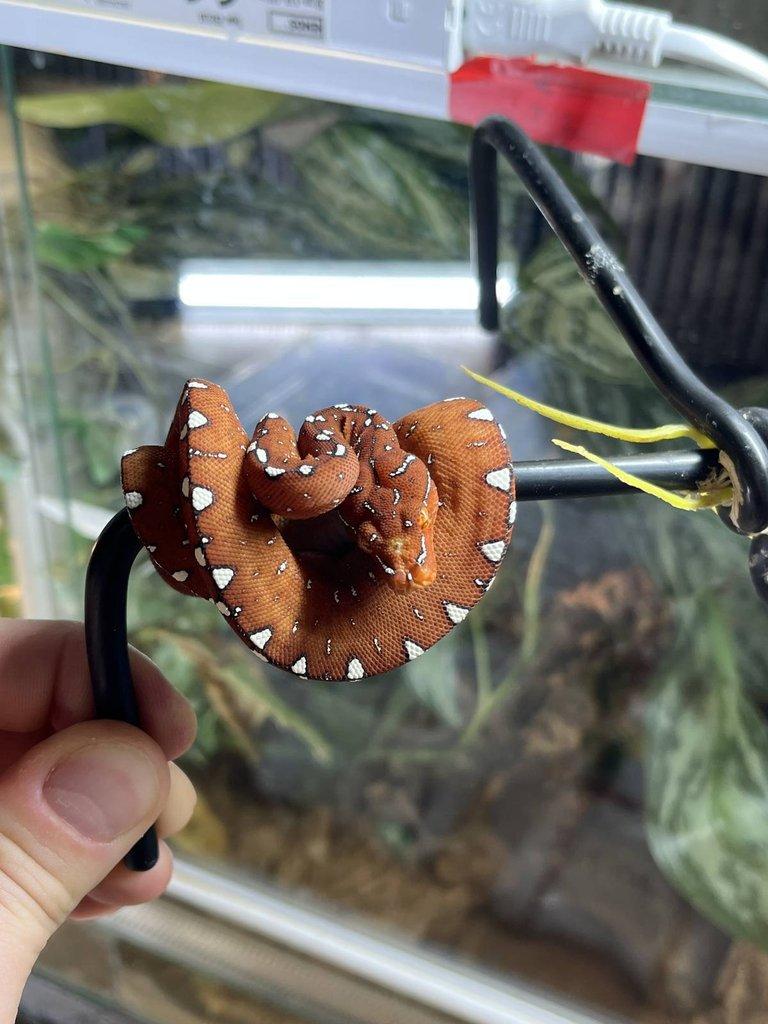 Morelia viridis Cyclop